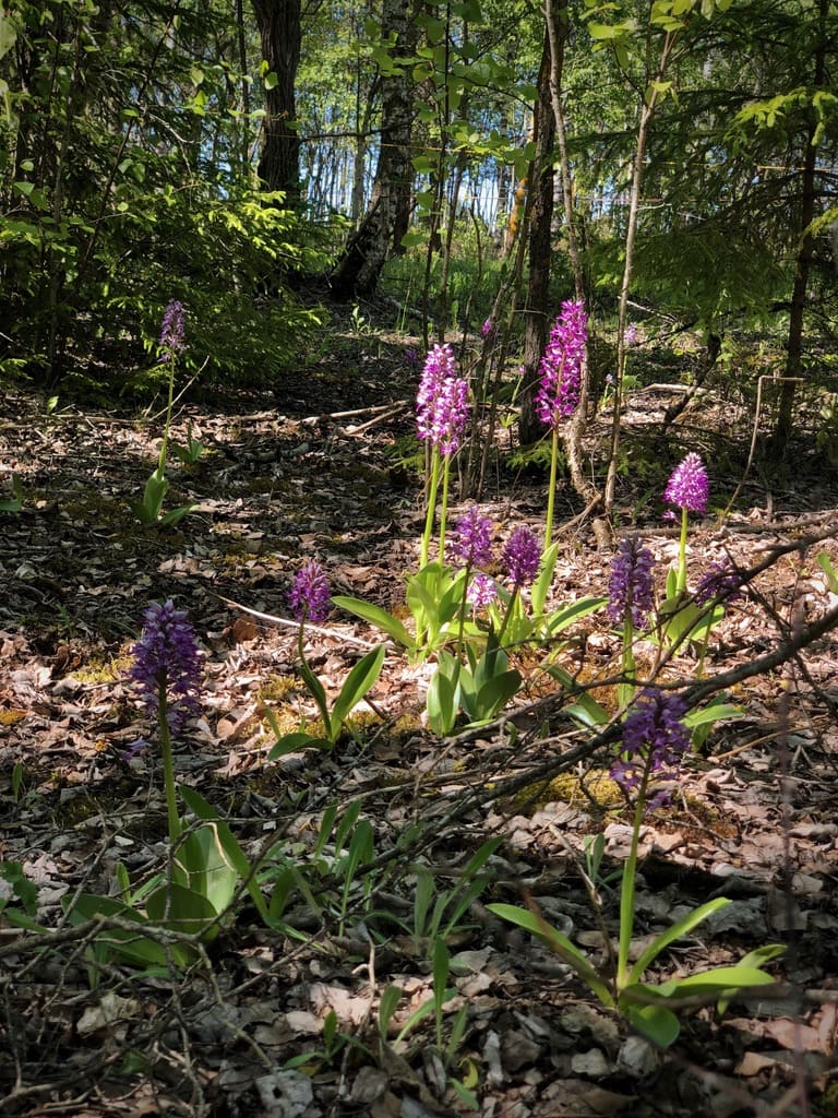 Paekivi kivi murdmine